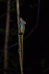 beautiful basilisk at night at the Osa peninsula in Costa Rica