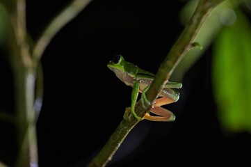 small tree frog at night in Costa Rica