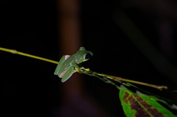 small tree frog at night in Costa Rica