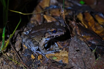 toad at night at the Osa peninsula in Costa Rica