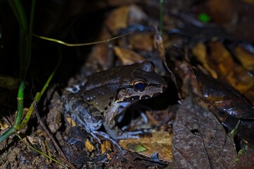 toad at night at the Osa peninsula in Costa Rica