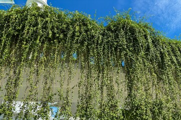 Green Vines Cascading Down a Wall