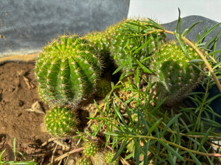Close-up of Spiky Green Cacti Garden