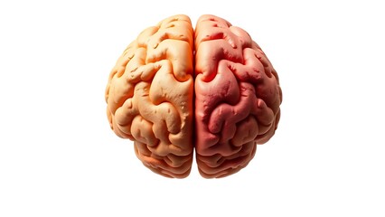 Illustration of a human brain divided into hemispheres, representing emotion and logic with warm colors.