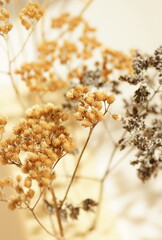 Naklejka premium Dry flowers close up background . Dried autumn plant texture. Aesthetic design poster.