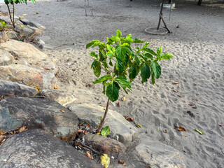 Young Green Plant on Rocky Beach