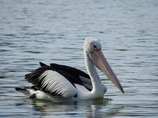 Australian Pelican Swimming in Swan River