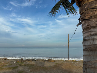 Beach Scene with Palm Tree and Ocean