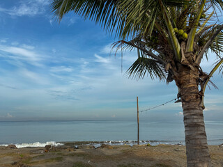 Beach with Coconut Palm and Horizon