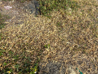 Patch of Dry Grass and Greenery