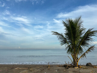 Young Palm Tree on Tropical Beach