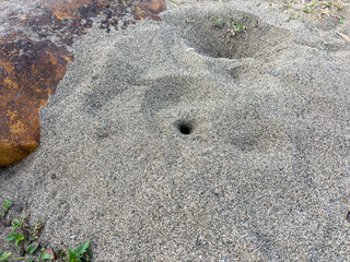 Small Hole in Sandy Ground with Rock