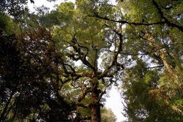 Rainforest, Kahurangi National Park, South Island, New Zealand