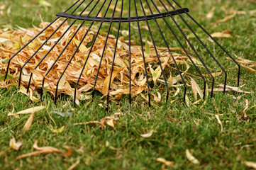 A metal rake lying on green grass next to a tidy pile of dried leaves in a home garden. Autumn.