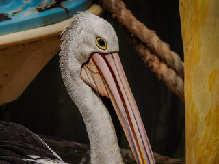 Close-up of Australian Pelican