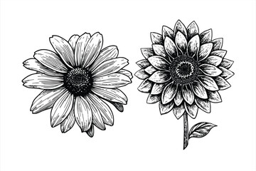 Daisy flowers are blooming beautifully, isolated on white background