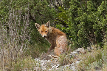 Renard roux, avec maladie la gale; vulpes vulpes
