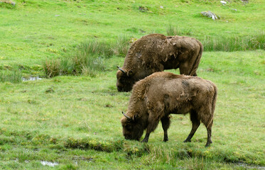 Bison d'Europe, bison bonassus, Parc naturel régional de l’Aubrac, Réserve, Sainte Eulalie, 48, Lozere, France