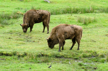 Bison d'Europe, bison bonassus, Parc naturel régional de l’Aubrac, Réserve, Sainte Eulalie, 48, Lozere, France