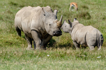Obraz premium rhinoceros blanc, adulte et jeune, Ceratotherium simum , parc national du lac Nakuru , vallée du Rift, Kenya