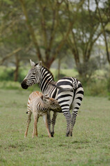 Zèbre des plaines, femelle et jeune, Equus quagga, Kenya