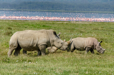 Obraz premium rhinoceros blanc, adulte et jeune, Ceratotherium simum , parc national du lac Nakuru , vallée du Rift, Kenya