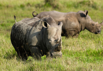 Obraz premium rhinoceros blanc, Ceratotherium simum, parc national du lac Nakuru, vallée du Rift, Kenya