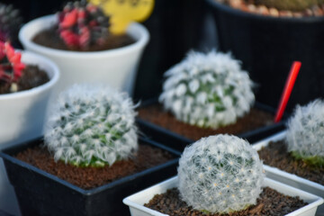 Variety of green cactus plants in pots. Cactus farming as a hobby concept. Small cactus collection succulent plant in mini pots, selective focus. Mini cactus in pot concept