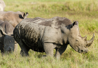 Fototapeta premium rhinoceros blanc, Ceratotherium simum, parc national du lac Nakuru, vallée du Rift, Kenya