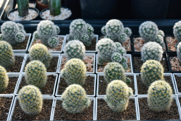 Variety of green cactus plants in pots. Cactus farming as a hobby concept. Small cactus collection succulent plant in mini pots, selective focus. Mini cactus in pot concept