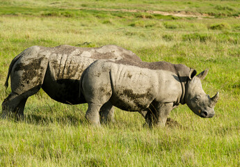 Obraz premium rhinoceros blanc, Ceratotherium simum, parc national du lac Nakuru, vallée du Rift, Kenya