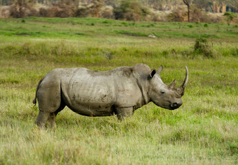 Obraz premium rhinoceros blanc, Ceratotherium simum, parc national du lac Nakuru, vallée du Rift, Kenya