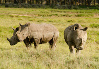 Obraz premium rhinoceros blanc, Ceratotherium simum, parc national du lac Nakuru, vallée du Rift, Kenya