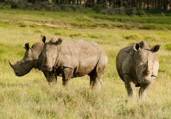Obraz premium rhinoceros blanc, Ceratotherium simum, parc national du lac Nakuru, vallée du Rift, Kenya
