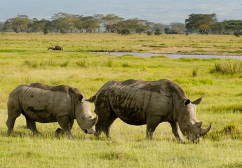 Obraz premium rhinoceros blanc, Ceratotherium simum, parc national du lac Nakuru, vallée du Rift, Kenya