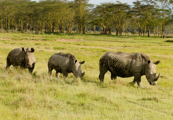 Obraz premium rhinoceros blanc, Ceratotherium simum, parc national du lac Nakuru, vallée du Rift, Kenya