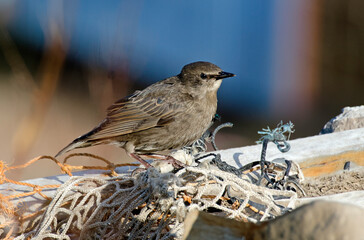 Etourneau sansonnet,
 Sturnus vulgaris, Common Starling, migration, jeune