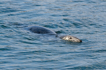 Fototapeta premium Phoque gris, Halichoerus grypus