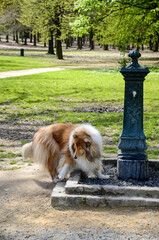 chien, race Berger Shetland