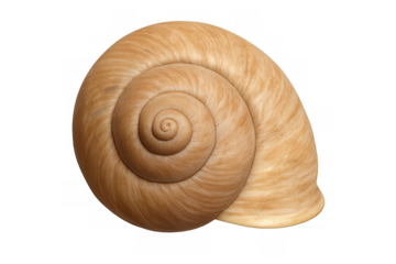 Light brown snail shell revealing intricate spiral texture, sitting empty and pristine against transparent backdrop