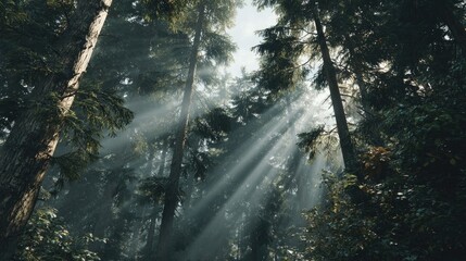 Sunlight filtering through a dense forest canopy