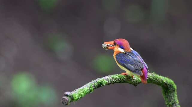An Oriental Dwarf Kingfisher perched on top of a twig with feed of its chicks on the outskirts of Panvel, Maharastra