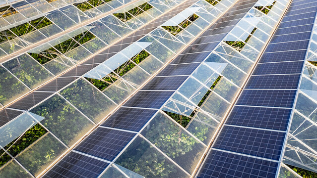 Sustainable greenhouse with rooftop solar panels bathed in morning sunlight for eco-friendly vegetable farming and renewable energy generation in a dual-use agricultural system.