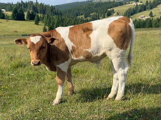 young veal