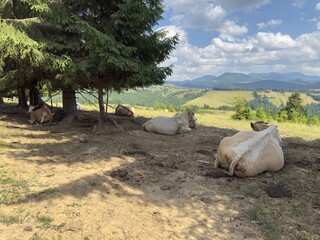 cows in the field