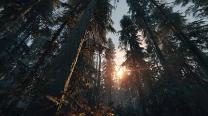 Sunlight filters through dense forest canopy