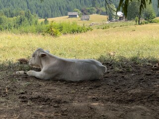 cow in the field