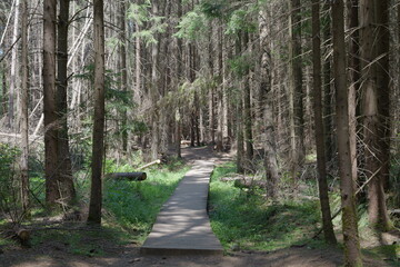 path in the forest