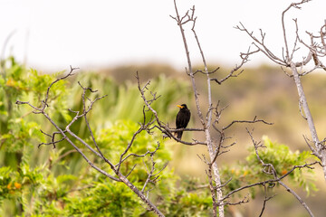 Turdus merula pertenece a la familia Turdidae.