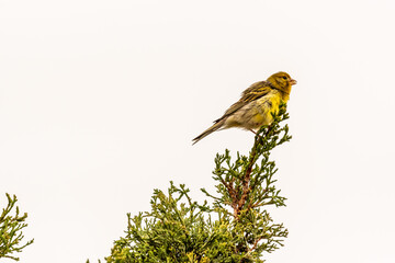 Serinus canaria pertenece a la familia de Fringillidae.